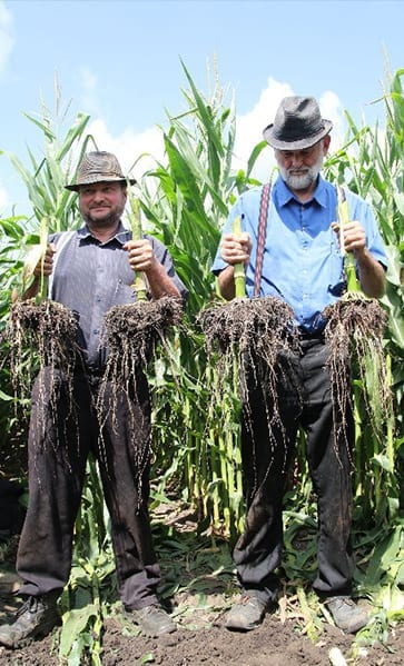 Farmers holding uprooted corn stalks